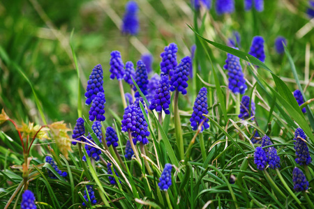 蓝色的麝香花在草地特写