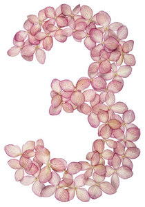 从白色背景上分离的绣球花中得到的阿拉伯数字3