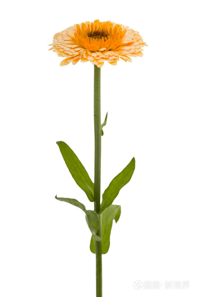 白色背景上分离的金盏花