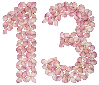 阿拉伯数字1313从白色背景上分离的绣球花中