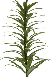 百合花花茶图片