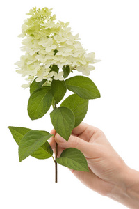 s hand holds a flower of hydrangea, isolated on white background