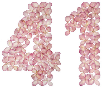 阿拉伯数字41,41，从白色背景上分离的绣球花