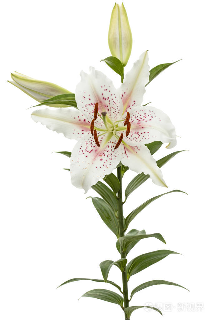 白色背景下分离的白色百合花