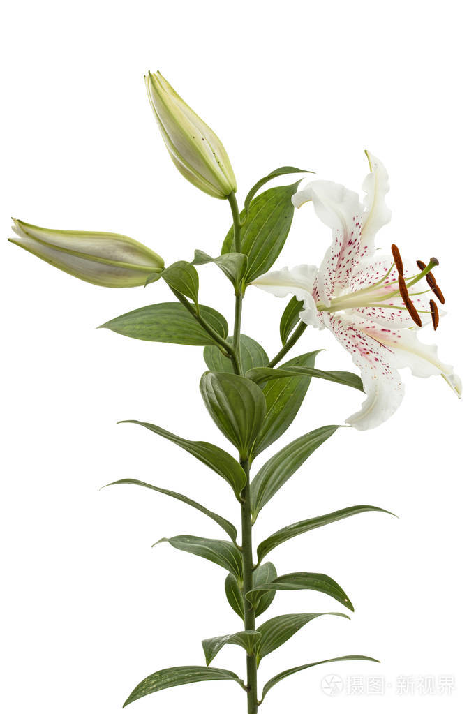 白色背景下分离的白色百合花