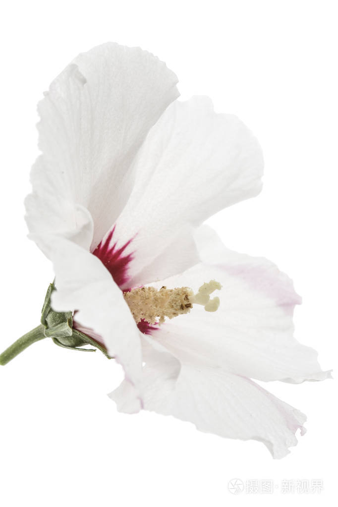 白色背景的木槿花
