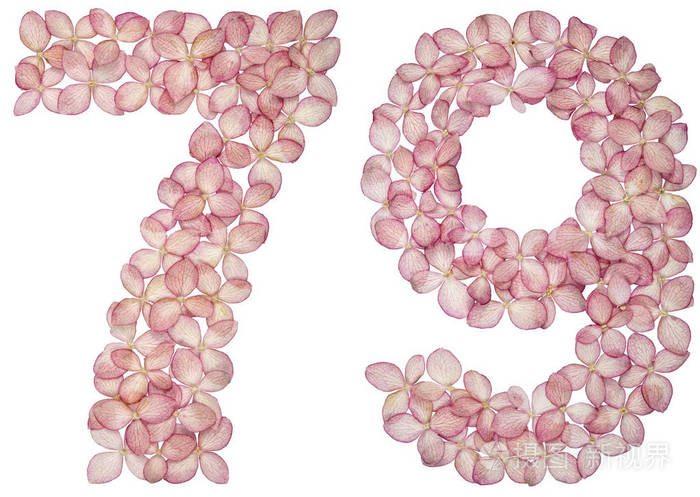 阿拉伯数字7979来自白色背景上的绣球花