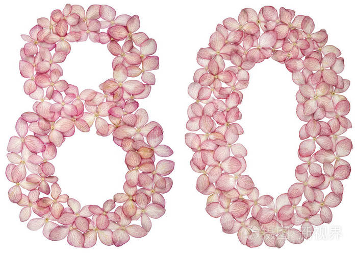 阿拉伯数字8080来自白色背景上分离的绣球花