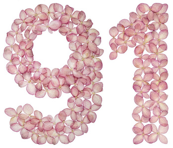 阿拉伯数字91,991,从白色背景上分离的绣球花照片