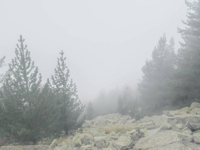 雾蒙蒙的景观与冷杉山林