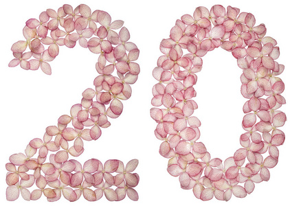 从白色背景上分离的绣球花中提取的阿拉伯数字20