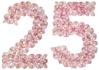 阿拉伯数字2525从白色背景上分离的绣球花