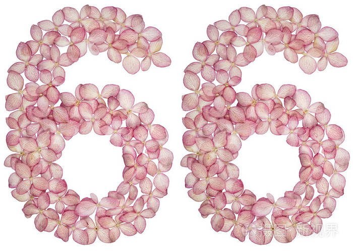 阿拉伯数字66六十六来自白色背景上的绣球花