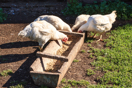 母鸡从农村院子里的木槽里喂食。 白脏鸡吃谷物