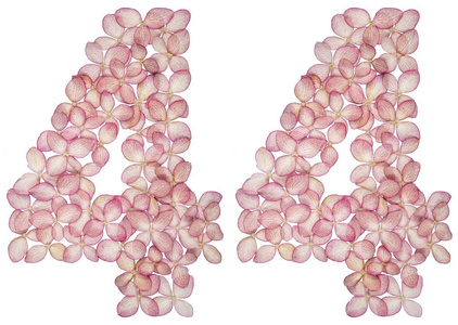 4444从白色背景上分离的绣球花中得到的阿拉伯数字44,44照片