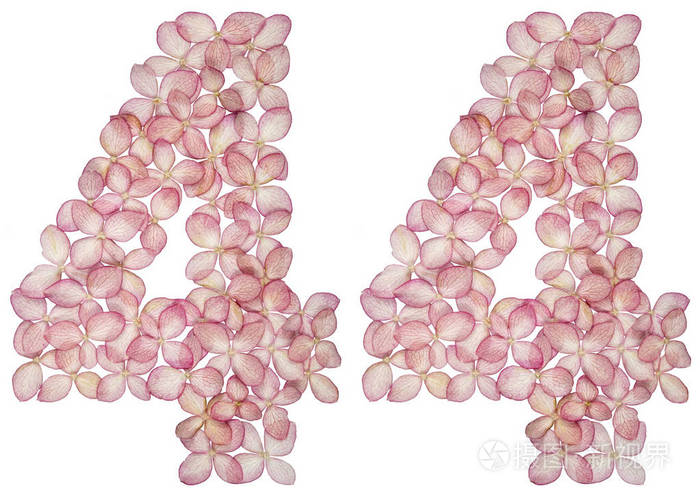 从白色背景上分离的绣球花中得到的阿拉伯数字4444