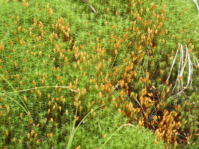 森林里的绿色苔藓