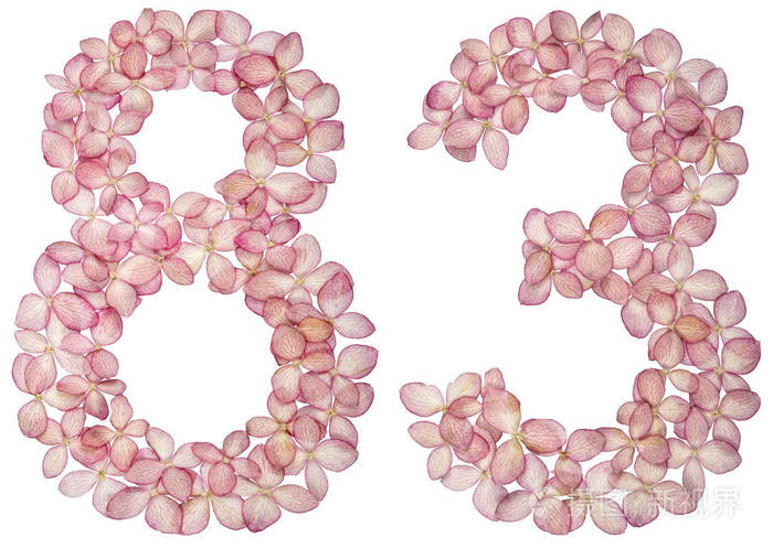 阿拉伯数字8383来自白色背景上的绣球花