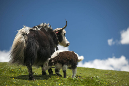 牦牛在蓝天白云下的绿色牧场上放牧。