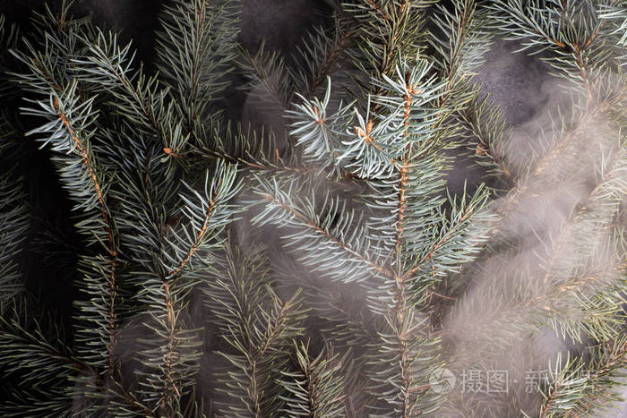松树在烟流中刺枝的完整框架图像