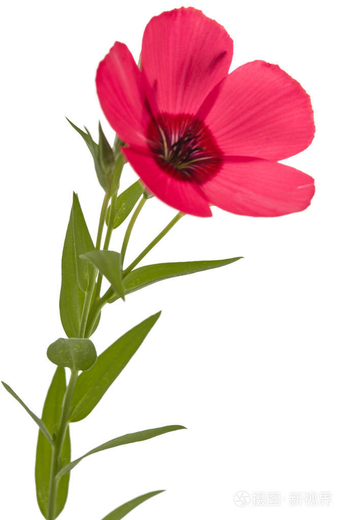 亚麻红色花朵白色背景上分离