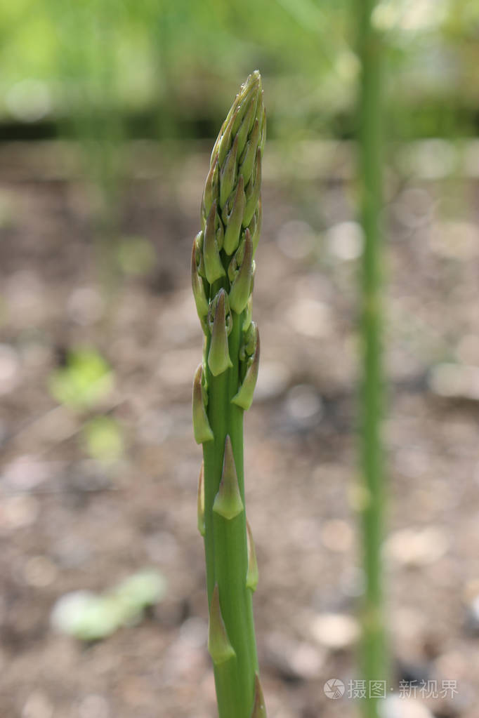 单矛芦笋芦笋与另一个狭窄的芽和土壤模糊的背景