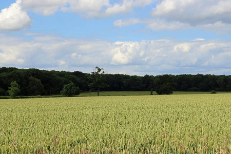 麦田在乡村景观中，有林地树，蓝天，背景是白云。