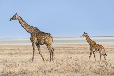 野生动物野外的高长颈鹿图片