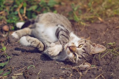 一只灰色的猫在夏天躺在地上。