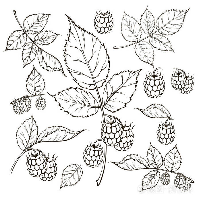 插画 手绘矢量插图. 甜树莓. 孤立在白色背景上. 素描风格的设计元素.