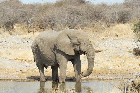 大而可爱的大象自然栖息地热带草原