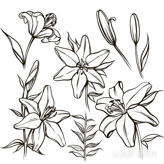 插画-正版商用图