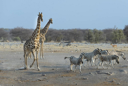 野生动物中的高长颈鹿和斑马