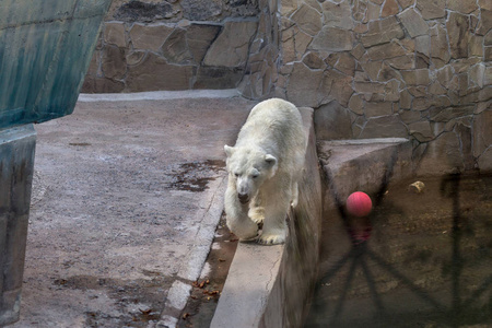 动物园围栏里的大北极熊。