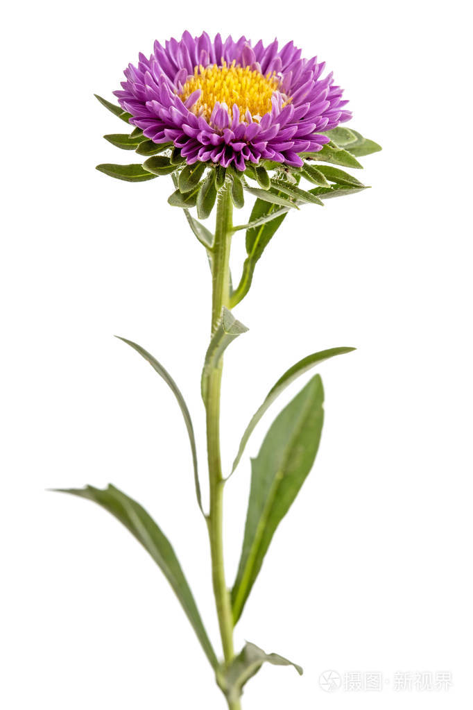 白色背景上孤立的紫菀花