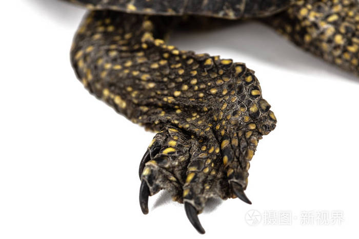 白色背景下分离的沼泽龟特写爪