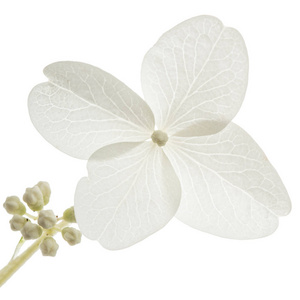 白色绣球花宁花图片-白色绣球花宁花素材-白色绣球花宁花插画-摄图新