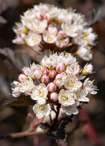 常见的九个树皮Physocarpusopulifolius靠近花头。