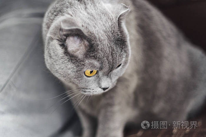 美丽的苏格兰折耳猫猫的画像照片 正版商用图片15mkzi 摄图新视界