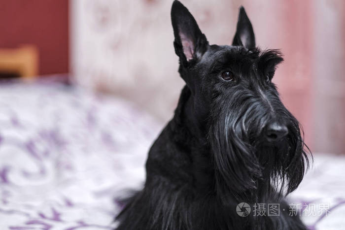 一只滑稽的苏格兰小猎犬的美丽肖像