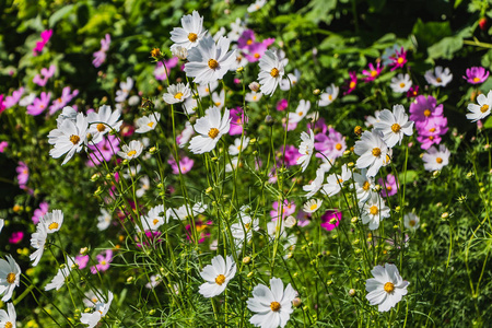 夏天花园里的花圃上有五颜六色的洋甘菊