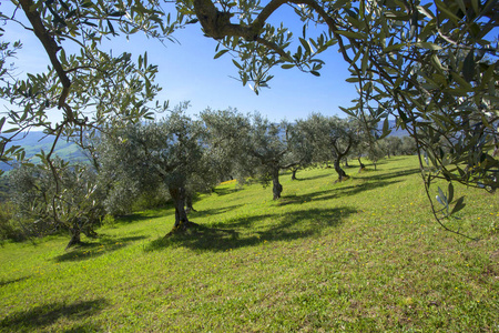 橄榄树排成一排。意大利山区种植园