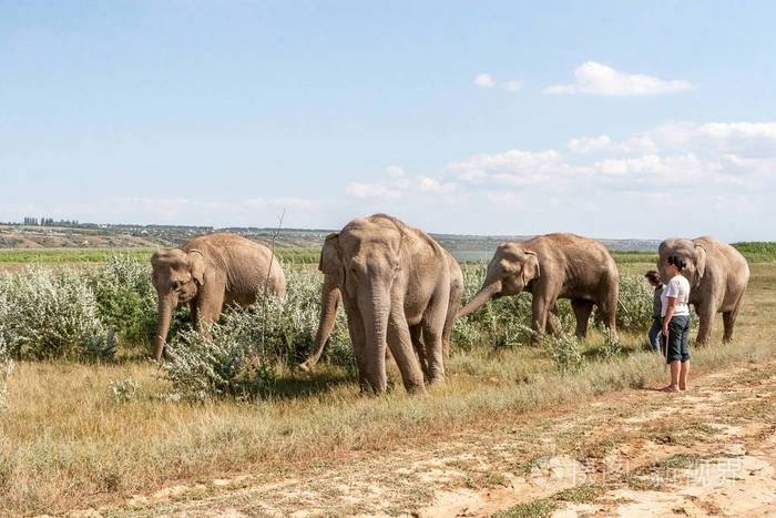 一小群成年大象在田野上吃草在干旱的时候大象要洗个泥浴把自己洒在