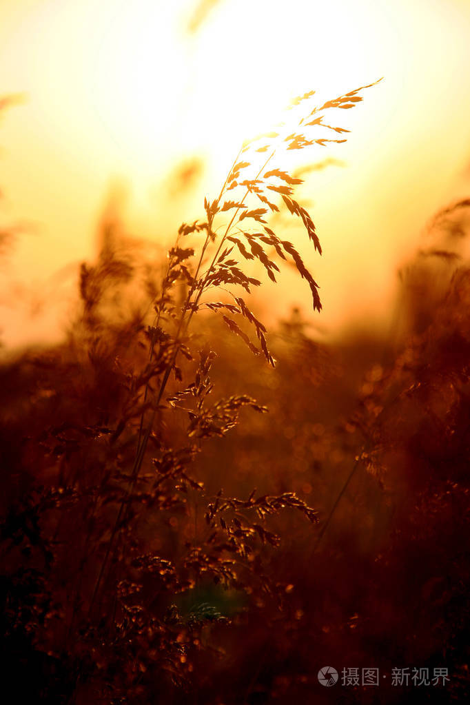 用夏日夕阳的暖色调绘制的穗状草田.斯派克莱特草背光.