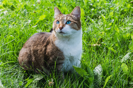 夏天，一只美丽的成年斑猫，蓝眼睛，棕色天鹅绒湿鼻子，在花园的绿草上