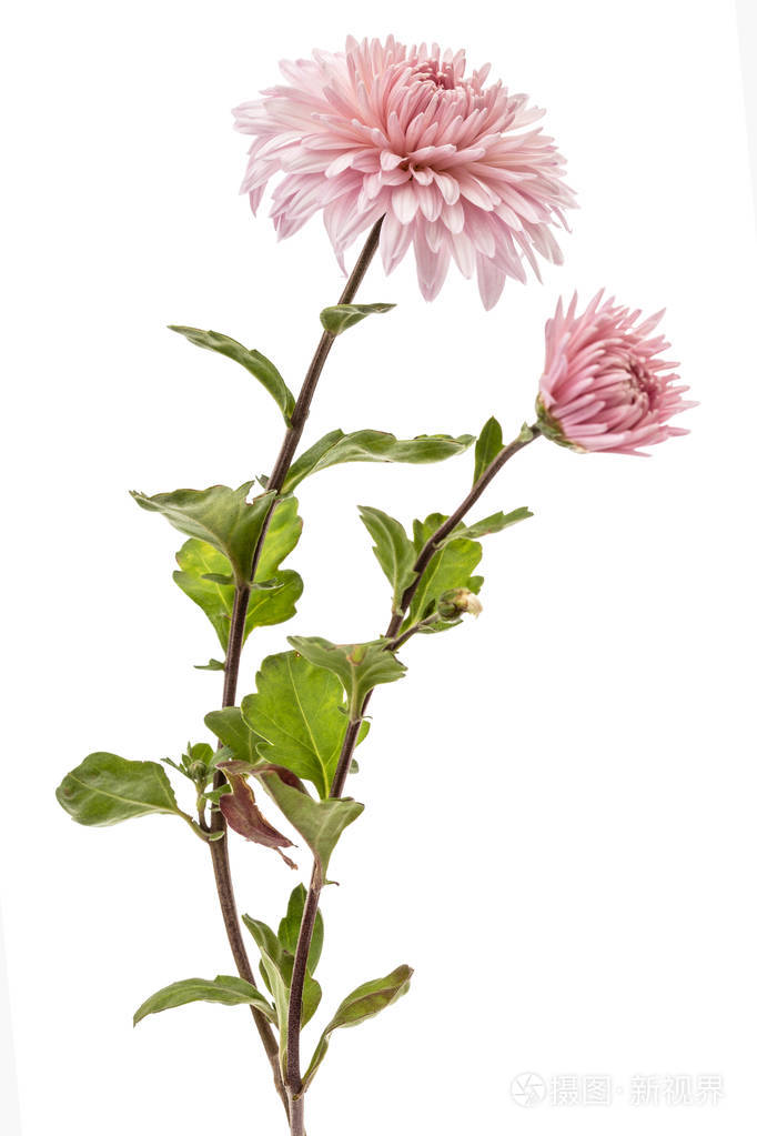 菊花孤立在白色背景上