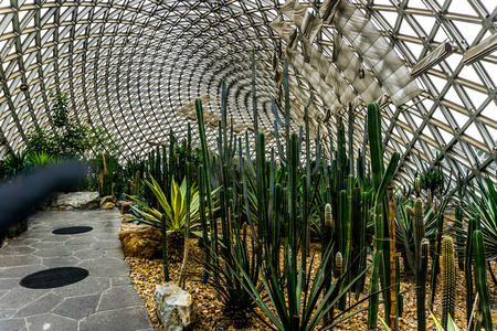 中国上海植物园温室干燥沙漠气候不同种类仙人掌照片