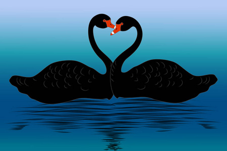 黑天鹅在游泳图片