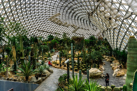 沙漠的拇指中国上海植物园温室干燥沙漠气候不同种类仙人掌照片