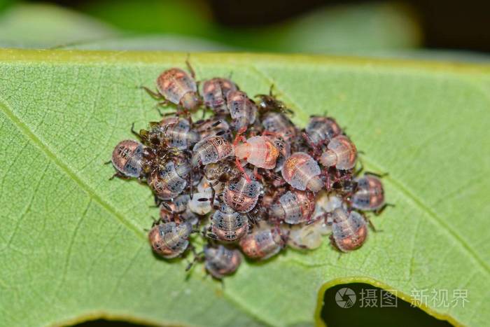 一批年轻的盾虫若虫聚集在橡树叶的背面在德克萨斯州的春天。